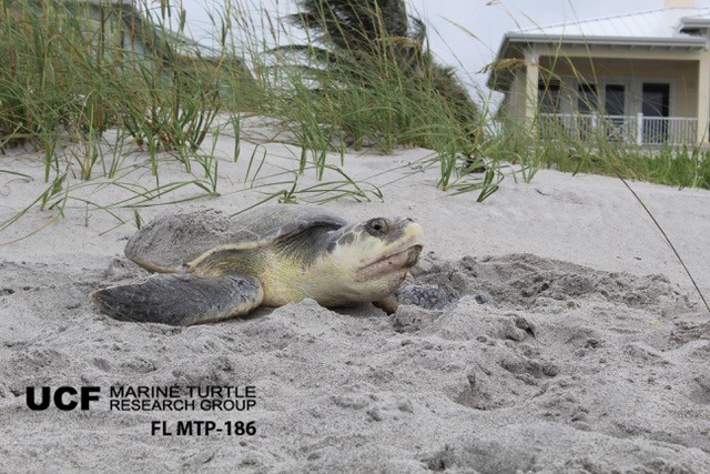 erin_seney's tweet image. I figured I&apos;d left nesting #Kempsridleys behind in Texas (👋 @AggiesByTheSea), but we do get an occasional nest in #UCFTurtleLab&apos;s east-central Florida survey area. I&apos;m in awe that we&apos;ve had 5 confirmed ridley nests this year, thanks to public reports! 📸: M Larsen #SeaTurtleWeek