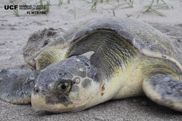 erin_seney's tweet image. I figured I&apos;d left nesting #Kempsridleys behind in Texas (👋 @AggiesByTheSea), but we do get an occasional nest in #UCFTurtleLab&apos;s east-central Florida survey area. I&apos;m in awe that we&apos;ve had 5 confirmed ridley nests this year, thanks to public reports! 📸: M Larsen #SeaTurtleWeek
