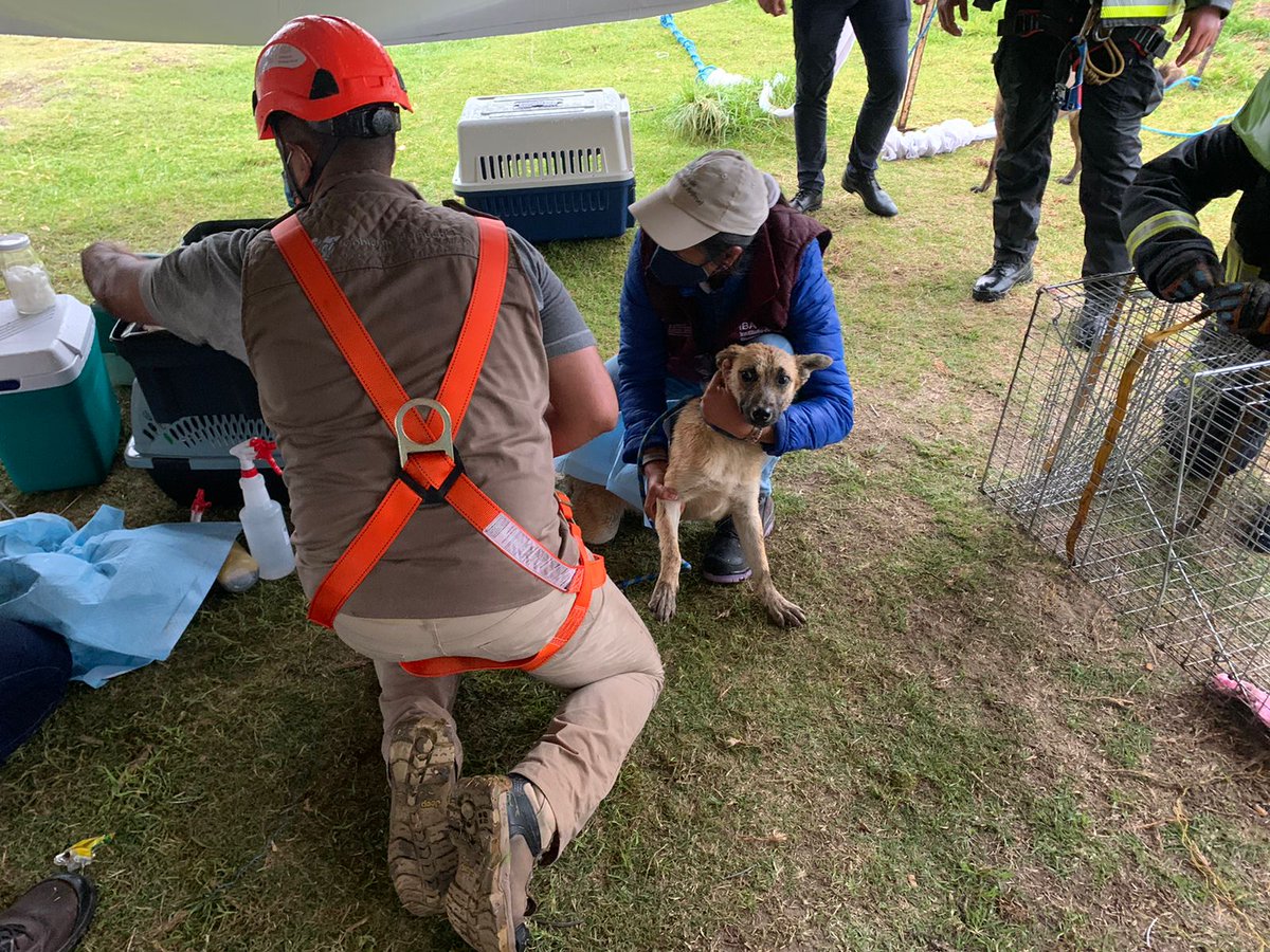 efrenarguelles's tweet photo. Finalmente fueron rescatados #Spay y #Spaike🐶🐶. Ambos peludos son atendidos por personal de @IBAGobPue gracias a los rescatistas y gracias a todos ustedes por su apoyo. 👏👏👏 https://t.co/VBNiOSaqgK