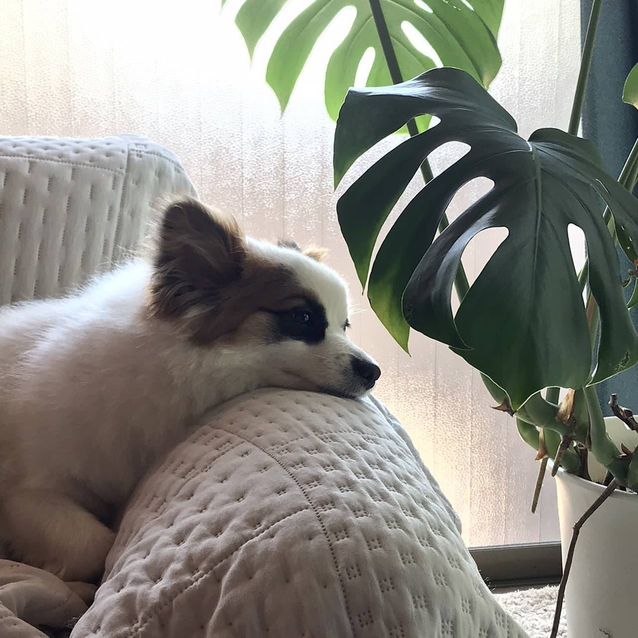 ゆめまるhappy隊 ちょこがももになって優しい家族の元へ 性格等考慮して五年程かけて用意し待っていてくれたご家族へ 最後の素敵な家族ができたんだよね 理想の環境 よかったね 皆さんで幸せになりますように これからは甘えて幸せに 波田のカームさん