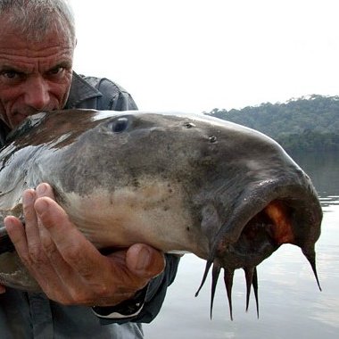 Gabby Commisso on X: Today's fish is the Ripsaw Catfish (Oxydoras niger)!  That long snout is used for filtering through sand and finding edible bits  with taste receptors. They can be known