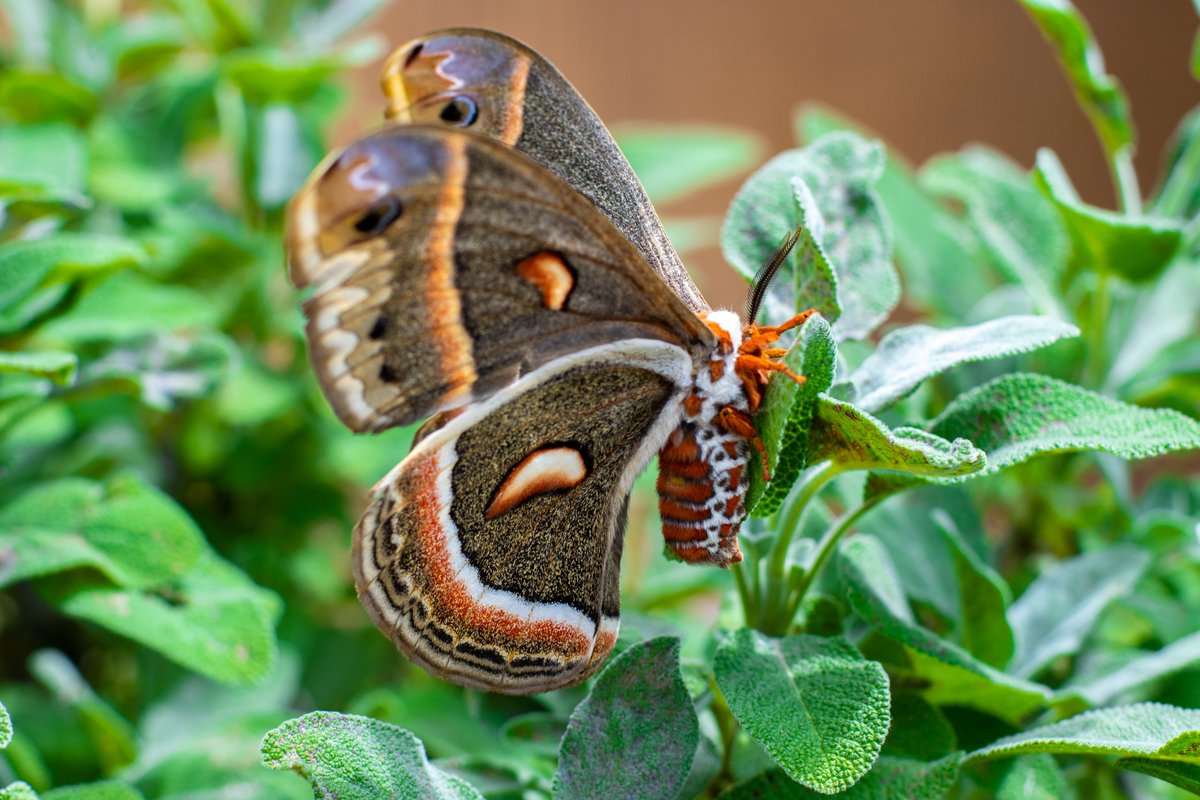 millybly's tweet photo. I met this wonderful moth earlier today. 💙 Cecropia moth in Baker, West Virginia (Hardy County) on June 10, 2021. https://t.co/DZ32PnyKPo