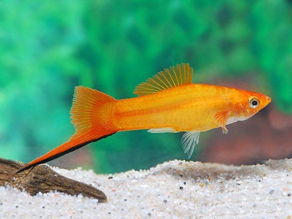 лебяжский аквапарк. парк лебяжий в минске. минск 2021 город. Dppmer минск. аквахвост минск.