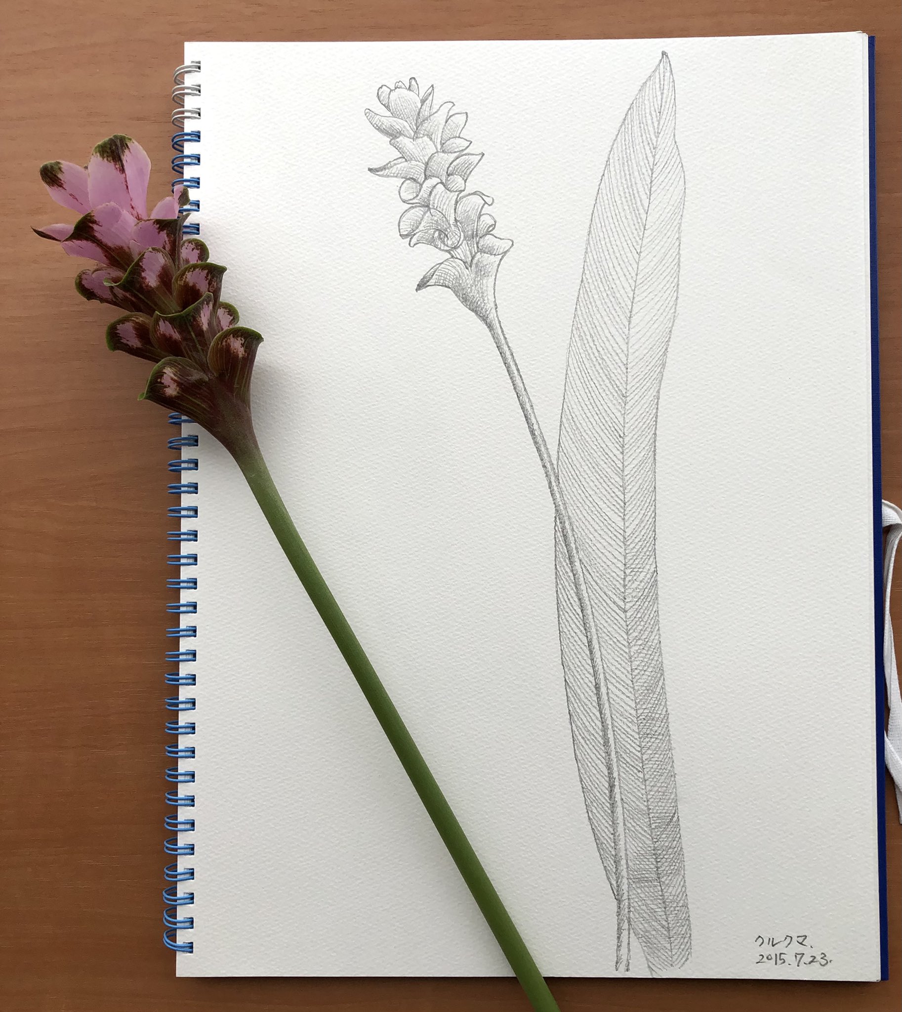 高北幸矢 清須市はるひ美術館館長 アーティスト 中日文化センター栄 高北幸矢の花のスケッチ 本日の花題はクルクマ ウコン 生姜 茗荷の仲間ですね 熱帯アジア アフリカなどに原生 エキゾチックな花です 中日文化センター 花のスケッチ 花の絵