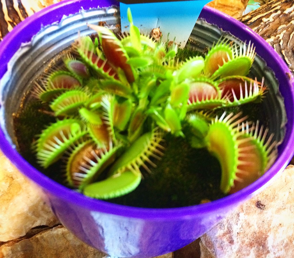 BustaBuddy's tweet photo. ハエ取り草🌱初めて見た😲
850円(税別)とお手軽価格🌱 是非に！

#freeshape #フリーシェイプ #古川庭苑 #ハエ取り草 #きもかわ https://t.co/4n0Nw4ryLA