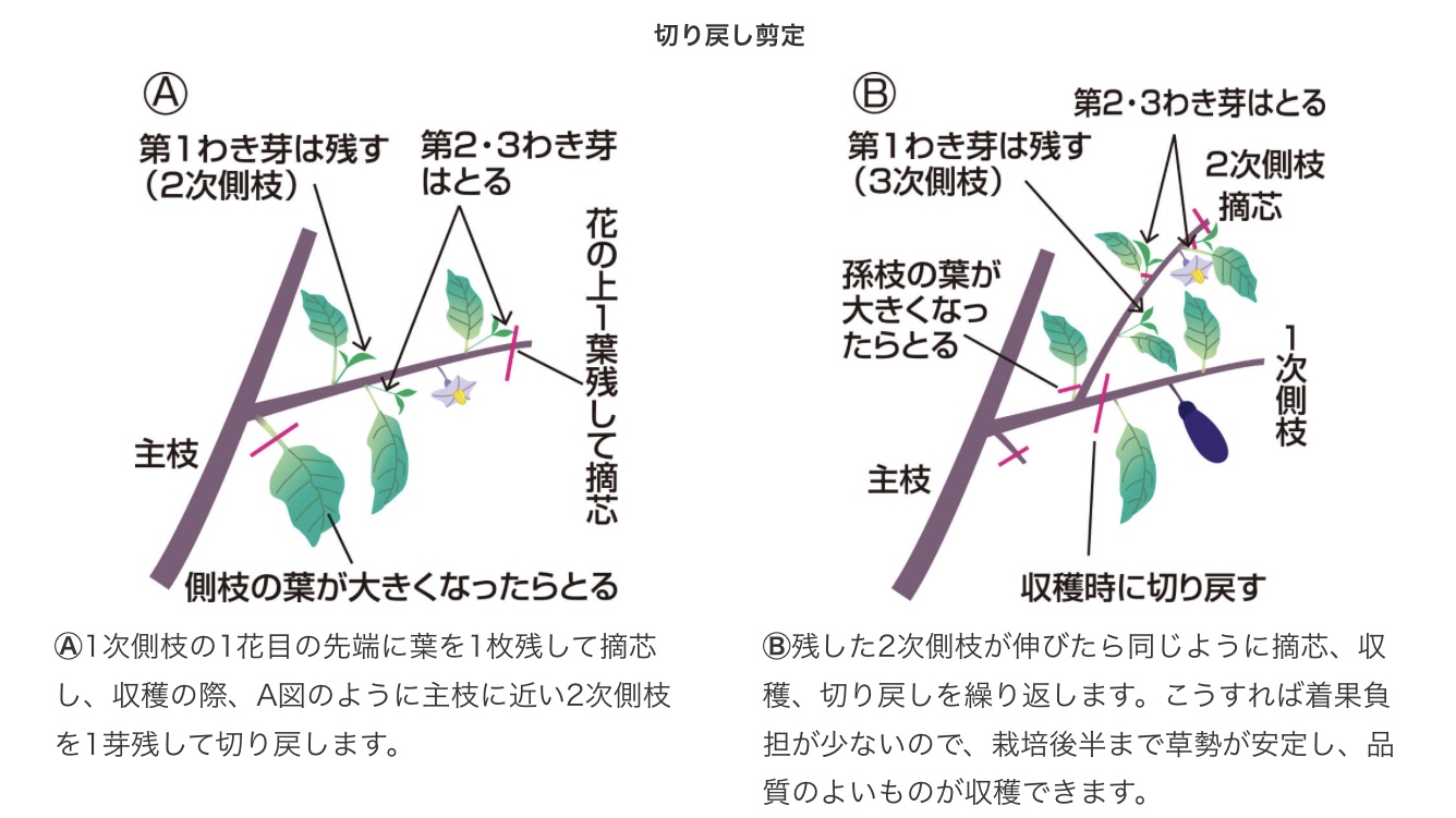 公式 タキイ種苗株式会社 タネのタキイ ナスの 栽培ポイント 切り戻し剪定の仕方 図のように管理をすることで 着果負担が少なく 栽培後半まで草勢が安定し 品質のよいものが収穫できます タキイ ナス ナス栽培 草勢判断 T Co