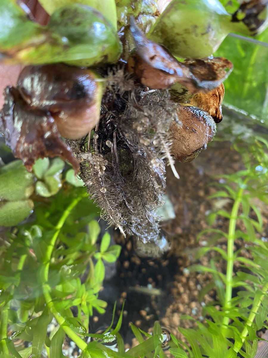 sakuko115's tweet photo. メダカの赤ちゃんが次々孵化するのが可愛くて、つい水槽や水瓶の前に居る時間が増えちゃう。
と思ったら、新月でエビさんが産卵。

寝不足＆ポケ活時間がますます減っちゃう💦
夏鹿さんに、ようやく逢えました😊 https://t.co/aoMi3dvuVG