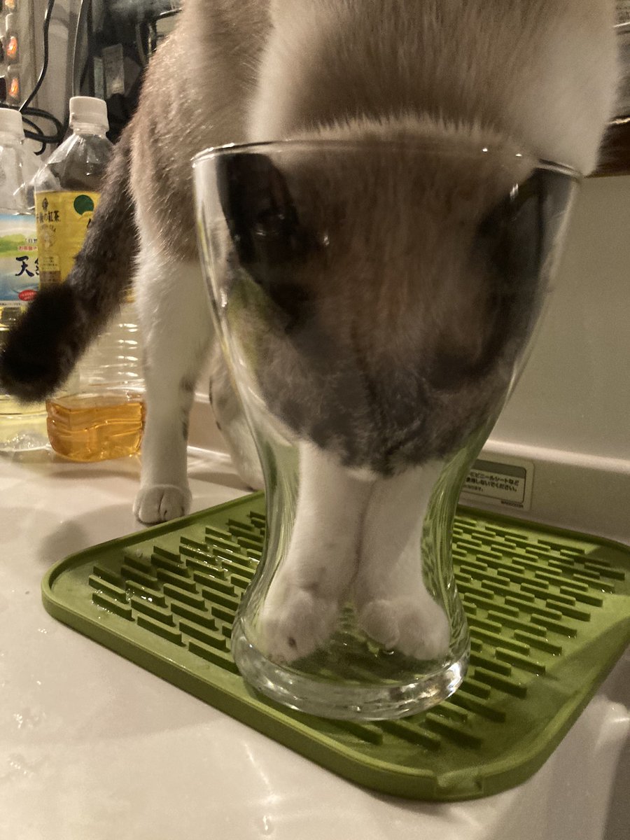ginjiro_cat's tweet photo. 待て！銀次朗！

それ以上行くとこの世界に戻れなくなるぞ！ https://t.co/clwlAjqcaS