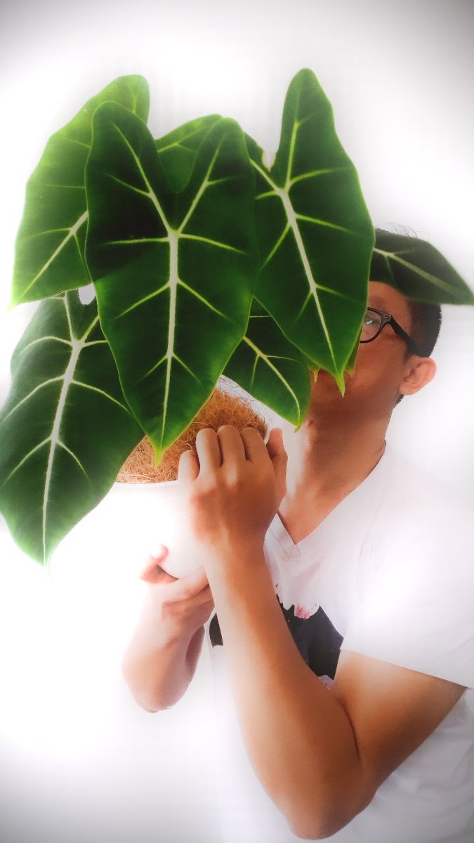 4chvic's tweet photo. Happy Frydek Friday
#alocasiafrydek #alocasiagreenvelvet #planttwitter #plantdad #plantdaddy #plantito #beleafinyourself #boyswithplants #plants #plantlife #houseplant #PlantPower #houseplanthour #gardening https://t.co/h2wIy2Bb3F
