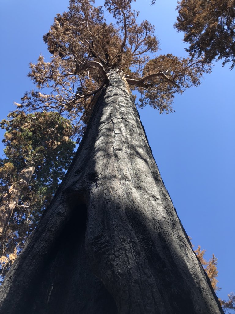 evilanova's tweet image. One thing is to read the news but being on the ground to see these old giant trees getting crushed by high severity fires has been eye opening #Giantsequoia #MountHome #wildfire