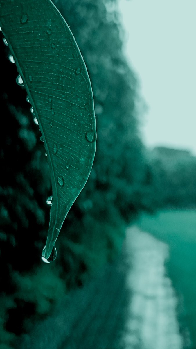 foto_aditya's tweet photo. #mobilephotography #green #fotoaditya #mobileclick #photography #photo https://t.co/FIwBx0w5kP