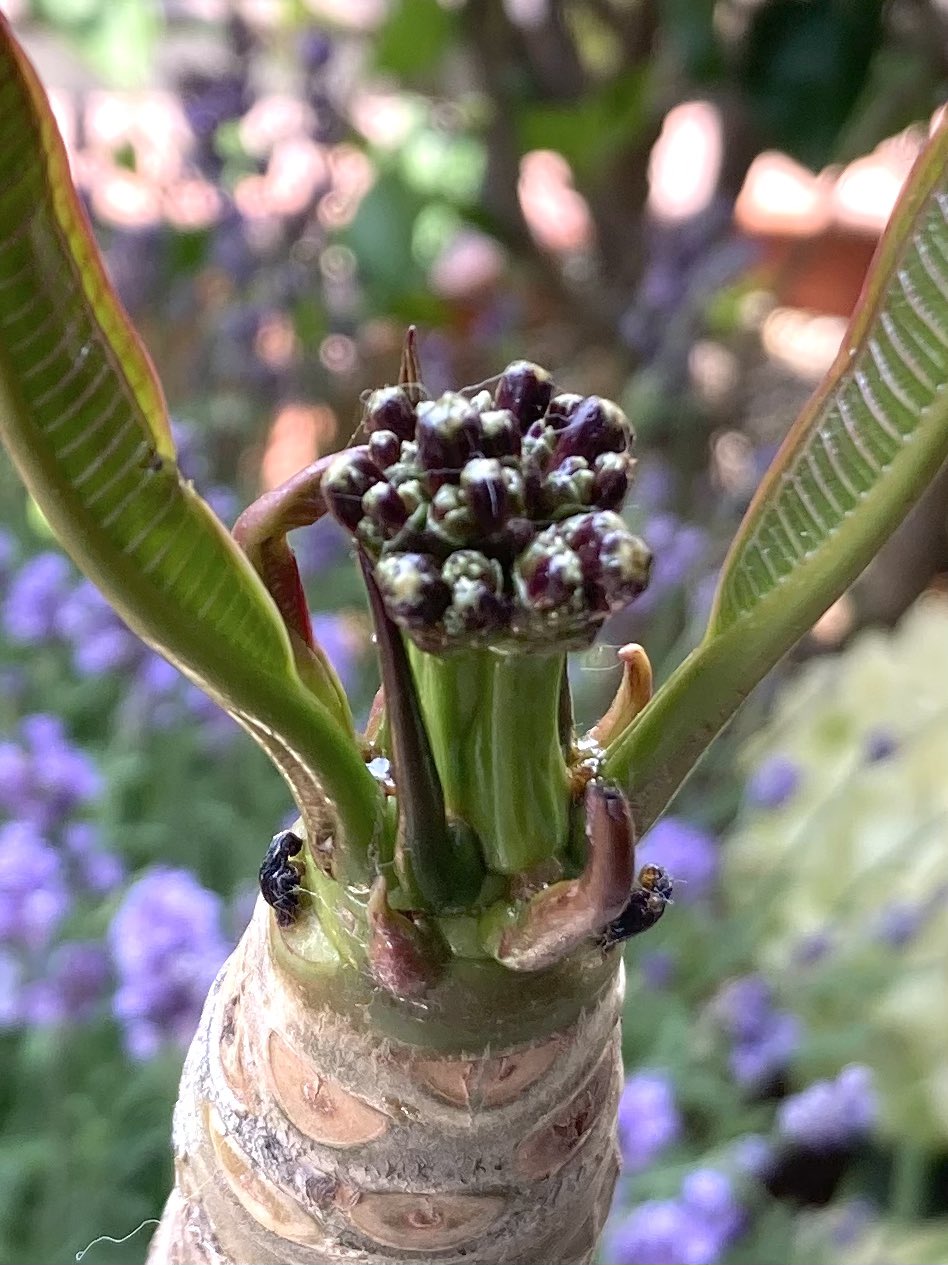 プルメリアの蕾 Twitter Search Twitter