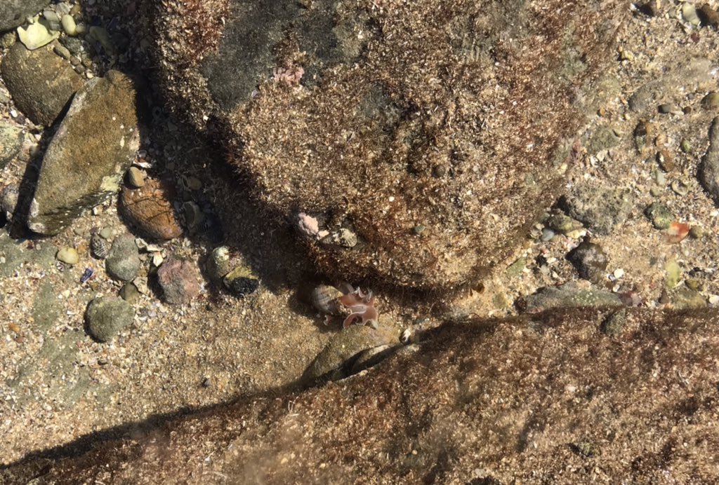 SeaSpongeCake's tweet photo. Oh hi there ☺️

#BubbleSnail #Mollusc 🌸🐌 https://t.co/2pCLBaITBQ