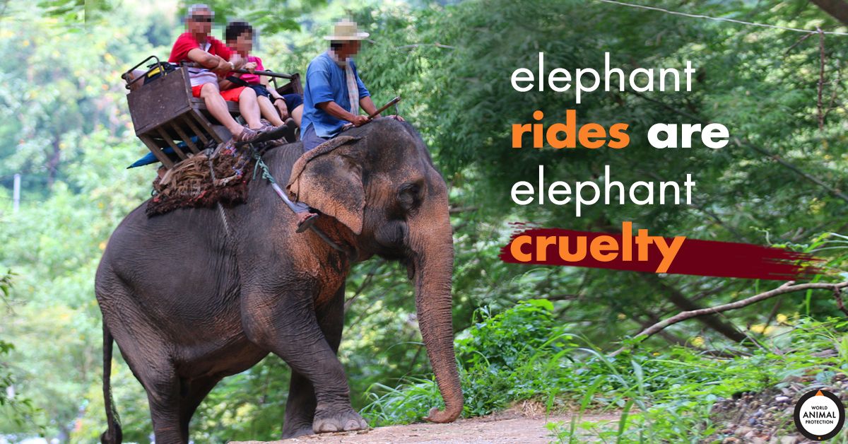 There's no pride in elephant rides. buff.ly/2Q0QctO