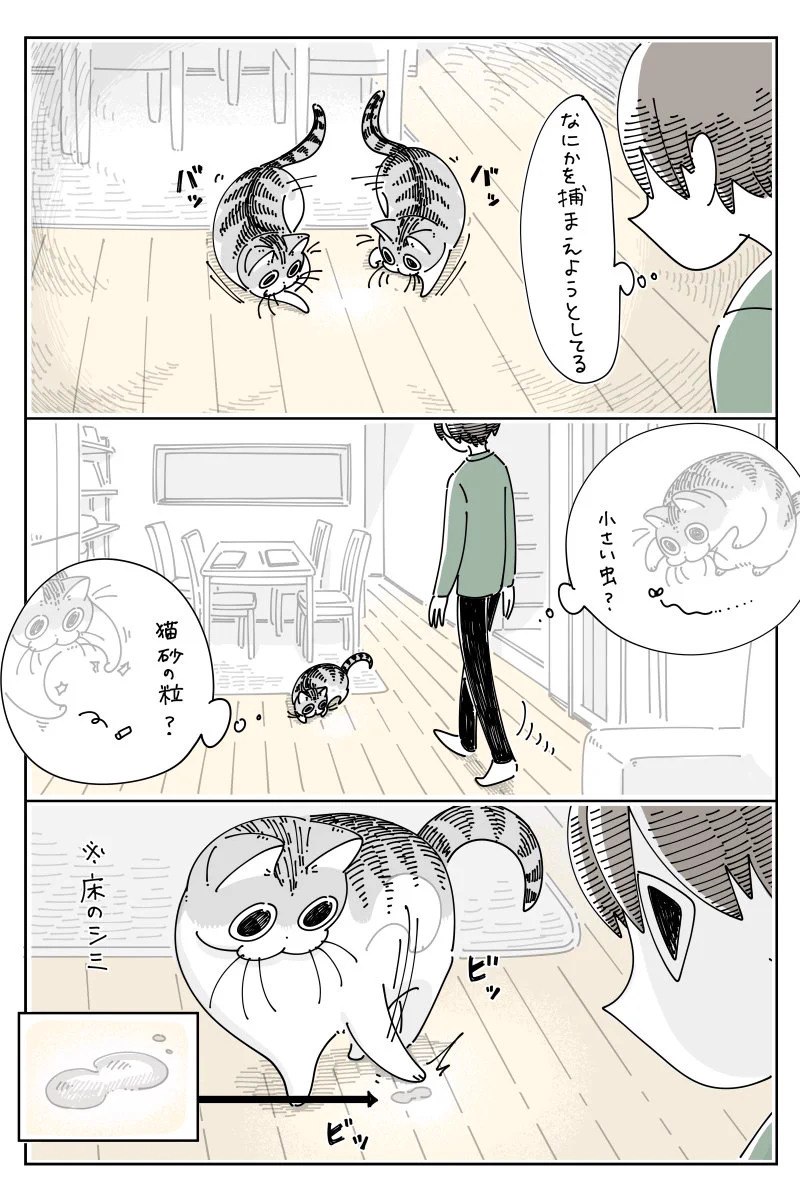 シミがあった場所を眺める、哀愁漂う姿も可愛い！とっても癒される猫漫画が話題に！