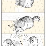 シミがあった場所を眺める、哀愁漂う姿も可愛い!とっても癒される猫漫画が話題に!