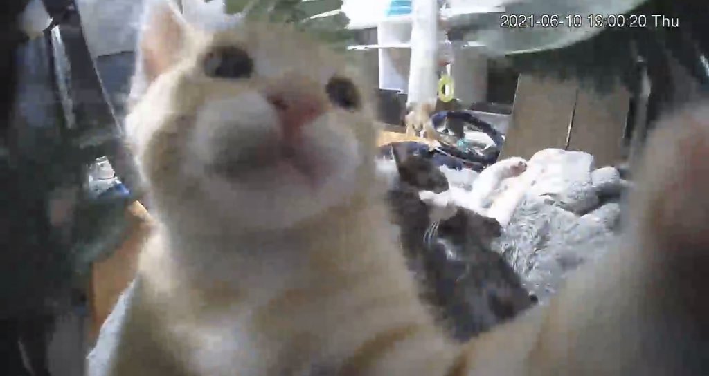 Venice311's tweet image. Mamas. Frisky bbz.  #gettingbig