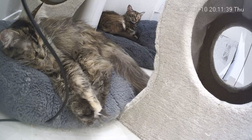 Venice311's tweet image. Mamas. Frisky bbz.  #gettingbig