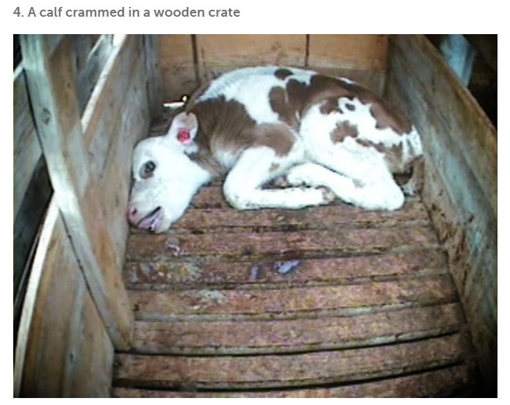 Charlot01499690's tweet photo. @AntiDairyMoms @BeyondTheDon @MilkHurts I'm not even a mom but it makes me SICK TO THE STOMACH at what we do to these gentle moms that we so abuse for their breast milk! @IOHK_Charles hey chuck, so this is what you defend? #LearnToEvolve to NOT suck on cow's teats and kill their babies. #EthicsMatter #cardano #carnism https://t.co/5y04yCGK09