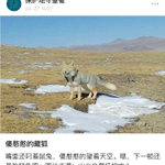 新次元の顔してる。今Weiboでクッソバズってるチベスナの写真。