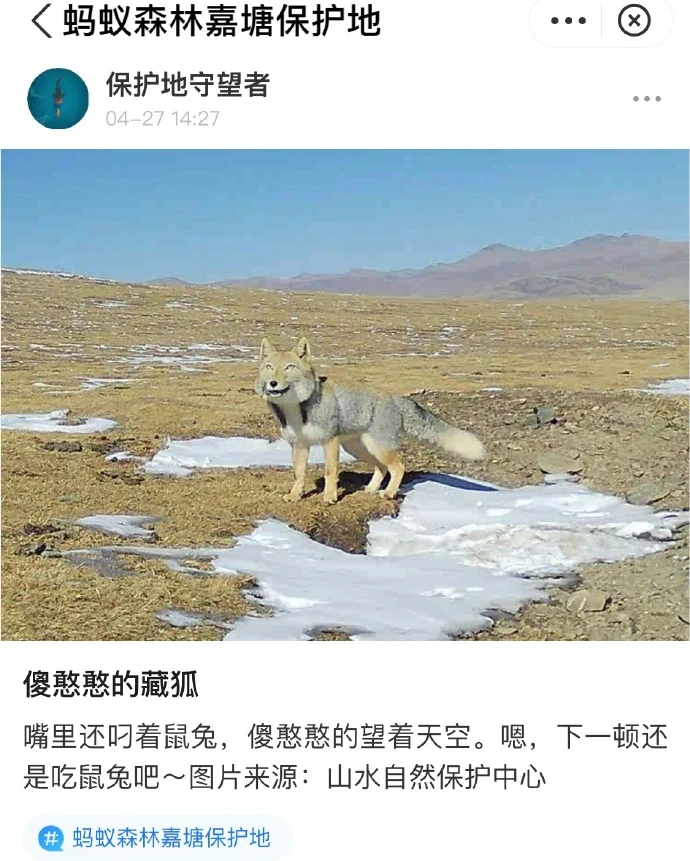 新次元の顔してる。今Weiboでクッソバズってるチベスナの写真。