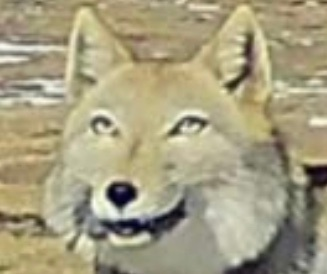 ぶちゃおさん の人気ツイート 1 Whotwi グラフィカルtwitter分析 ぶちゃおさん の人気ツイート 1 Whotwi グラフィカルtwitter分析