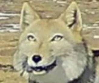 新次元の顔してる。今Weiboでクッソバズってるチベスナの写真。