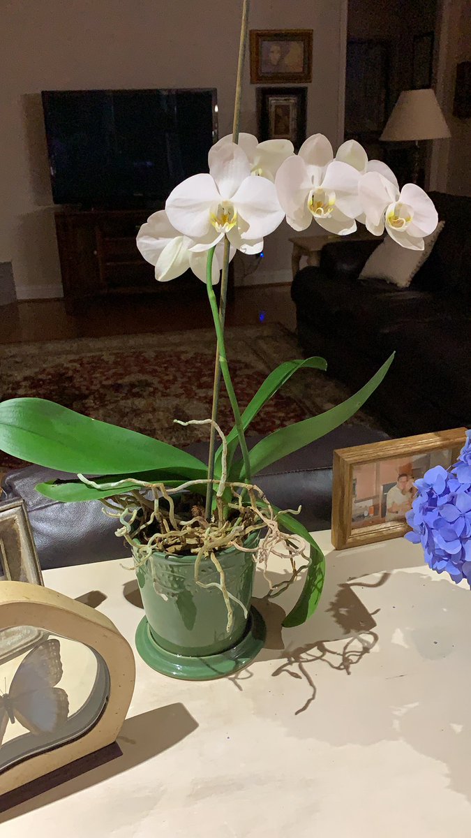 DonnaSonday's tweet photo. @PennridgePickle @crowchristy @KimberlyEAtkins She’s not dead! She’ll like a new fancy pot that doesn’t keep her feet wet. I’ve got one I’ll bring you. And the spray food I found to help with the hungries. My fav plant rn https://t.co/vUMup2P9Yf