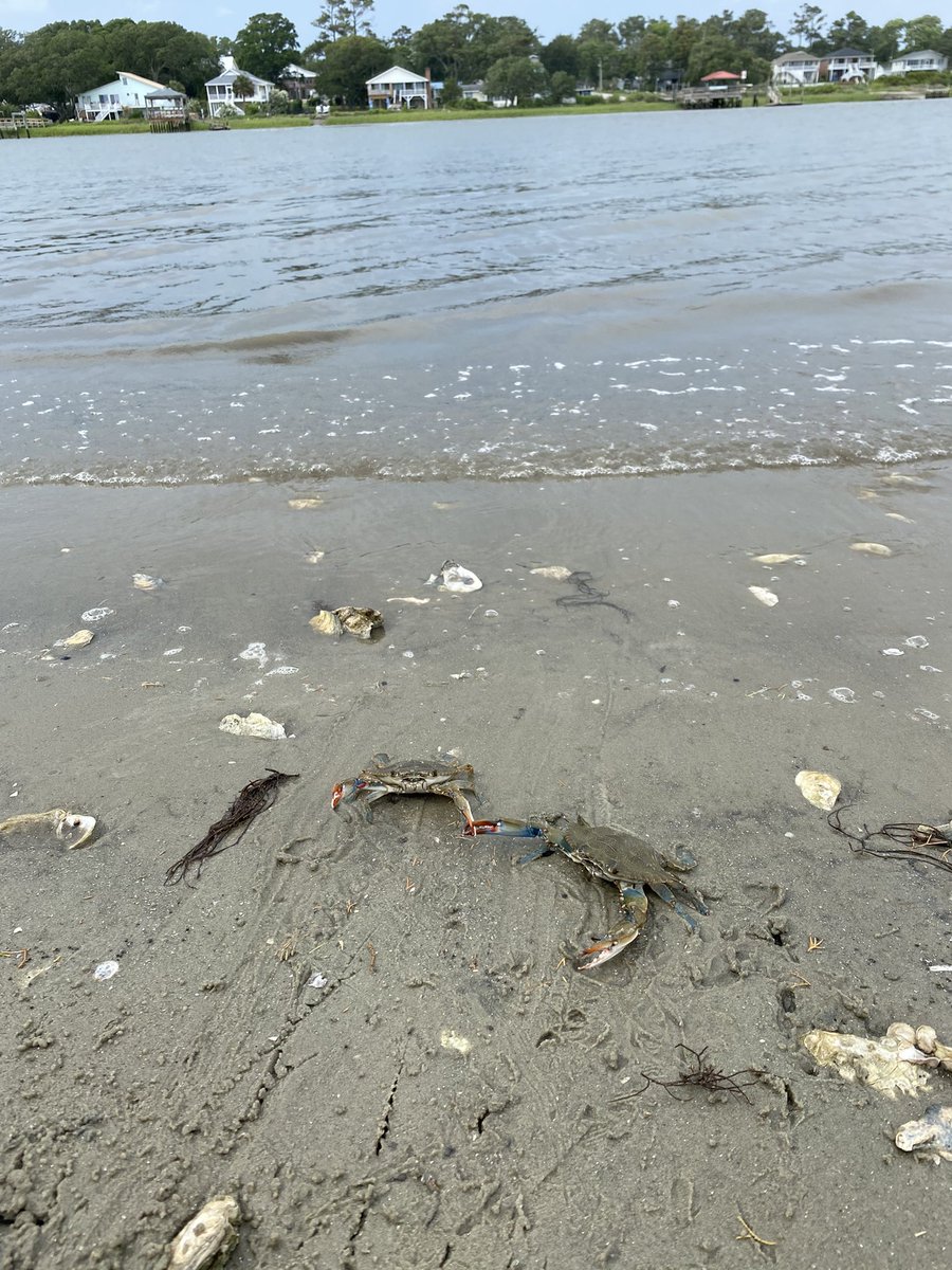 michellevillal's tweet photo. Holden Beach, NC - where even the crabs are friendly! @holdenbeach https://t.co/Ra0XhX6877