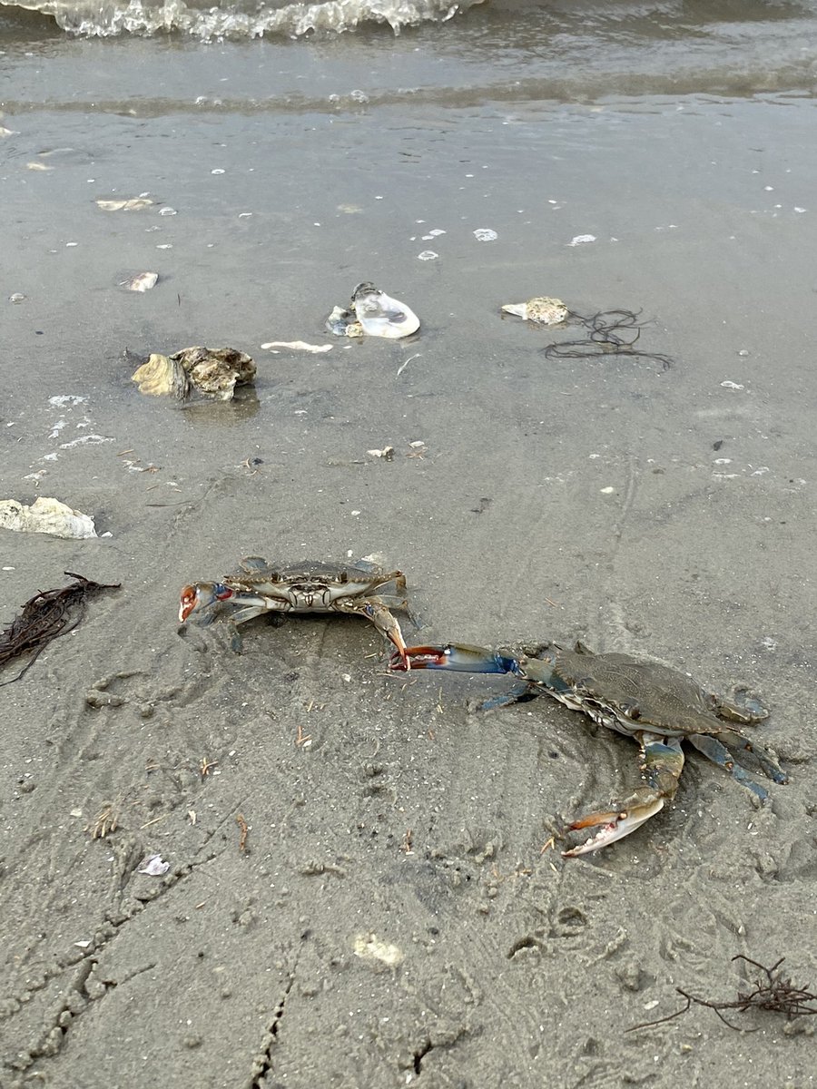 michellevillal's tweet photo. Holden Beach, NC - where even the crabs are friendly! @holdenbeach https://t.co/Ra0XhX6877