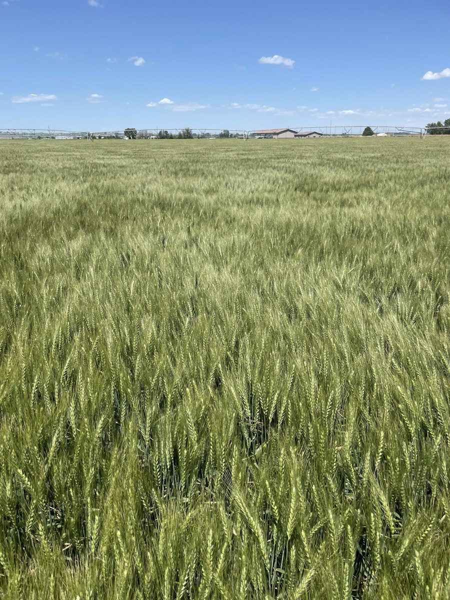 keith_tiegs's tweet photo. Some DNS wheat looking pretty good! @NWBiologic https://t.co/f1RfTJcoAB