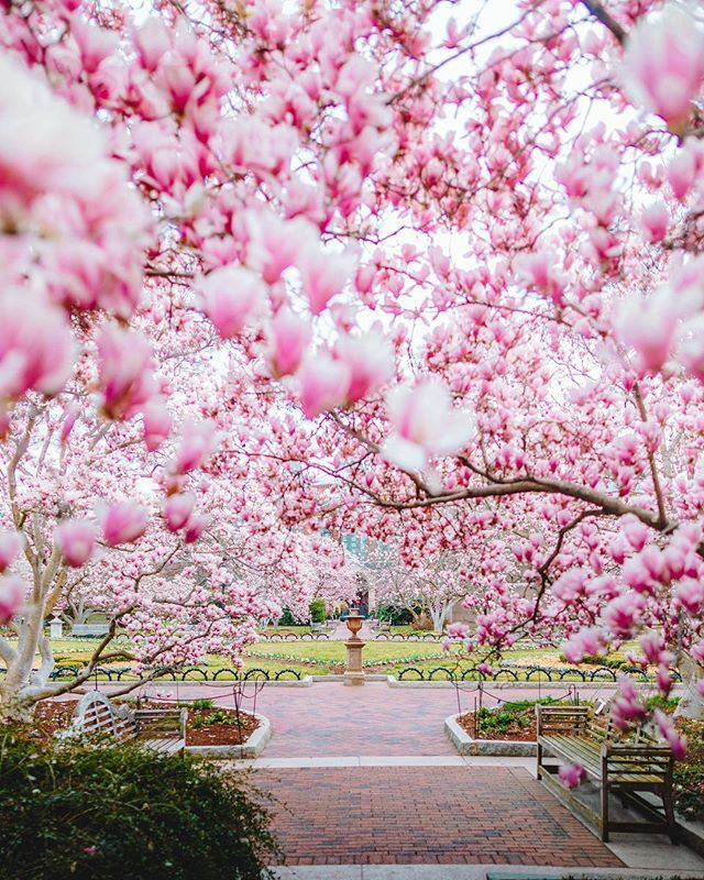 Morning Followers 🌸🌸🌸