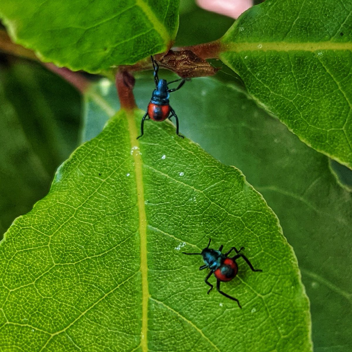 Flora Codex tweet media