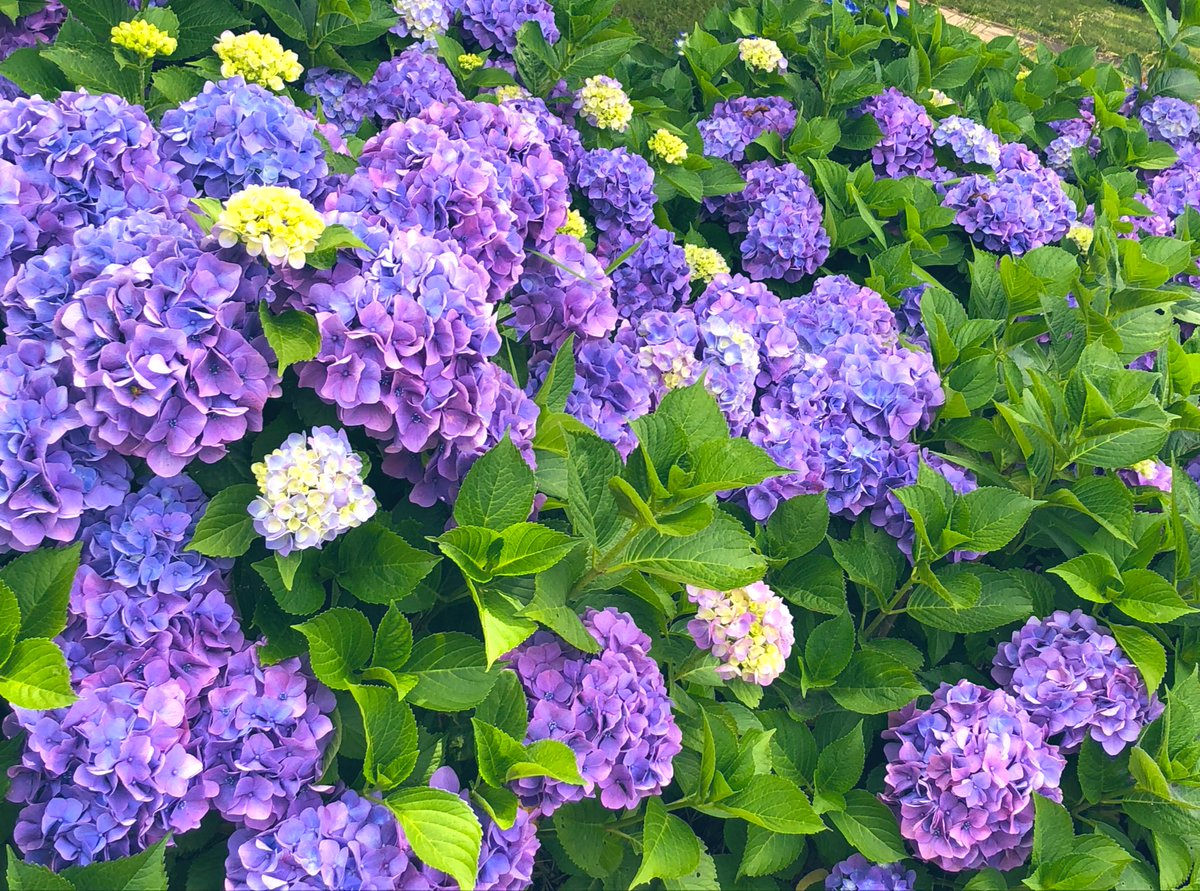 今日は暑いけど爽やか!
久しぶりの平日休みだけど用事でお外で日の光浴びまくりんぐでした
午後はのんびりしよ〜
朝顔隊も大きくなってきたので植え替え。ぐんぐん育ってます。 