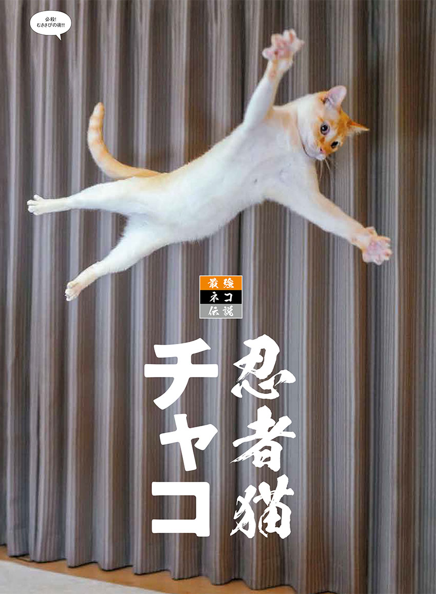 猫びより 大好評発売中 Snsで大人気の忍者猫チャコたん Wakaponsan が猫びより7月号に見参 伝説的運動能力を見せつけます 猫びより7月号 特集 最強ネコ伝説 T Co Dnjns3njlw News 小山慶一郎 さんの新連載も必見