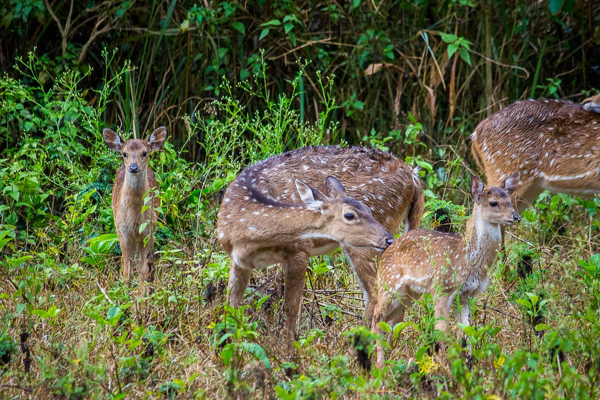'Unconditional love'
:
#Hope4All #HopeSerie #ThePhotoHour #animals #BBCWildlifePOTD #TwitterIndia #IndiAves #nature #lov4wilds #photography #earth #gardenlizard #deers 
@ThePhotoHour
@ParveenKaswan
@WildlifeofDay
@incredibleindia
@NatGeo
@NatGeoIndia
@BBCEarth
@WorldofWilds
