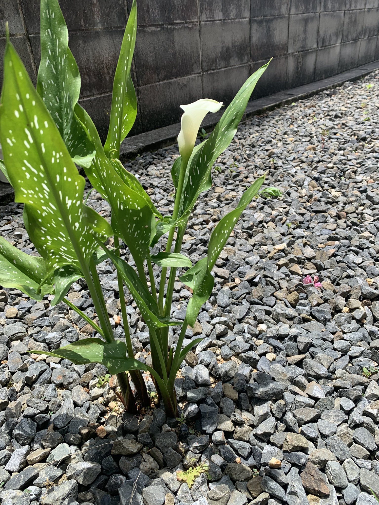 植えっぱなし球根 Twitter Search Twitter
