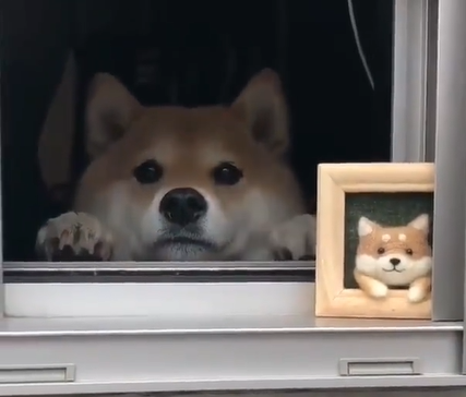 BuddyLifeMagzn's tweet photo. Knock knock...Who's there?
Luke. Luke who?
Look through the window and find out๐๐
https://t.co/9l51LP9tMl
https://t.co/51VwNHNnTU
#adorableakita #akita #akitainu #windowmagic #windowdog #freezeframe #buddylifedogmagazi https://t.co/jygXSrON5g