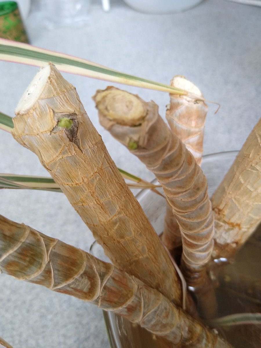 AGSBioTechs's tweet image. Our dragon tree cuttings have roots!! (One might be a boy 😜). The tops are also beginning to bud.