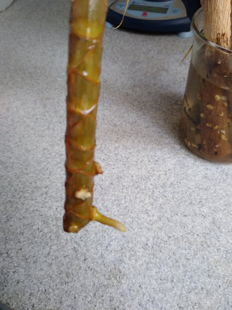 AGSBioTechs's tweet image. Our dragon tree cuttings have roots!! (One might be a boy 😜). The tops are also beginning to bud.