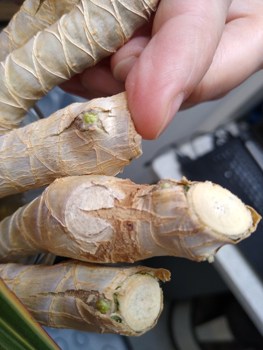 AGSBioTechs's tweet image. Our dragon tree cuttings have roots!! (One might be a boy 😜). The tops are also beginning to bud.