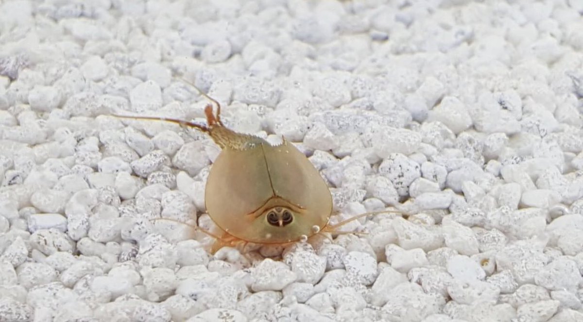 Triops King Triopskingde Twitter