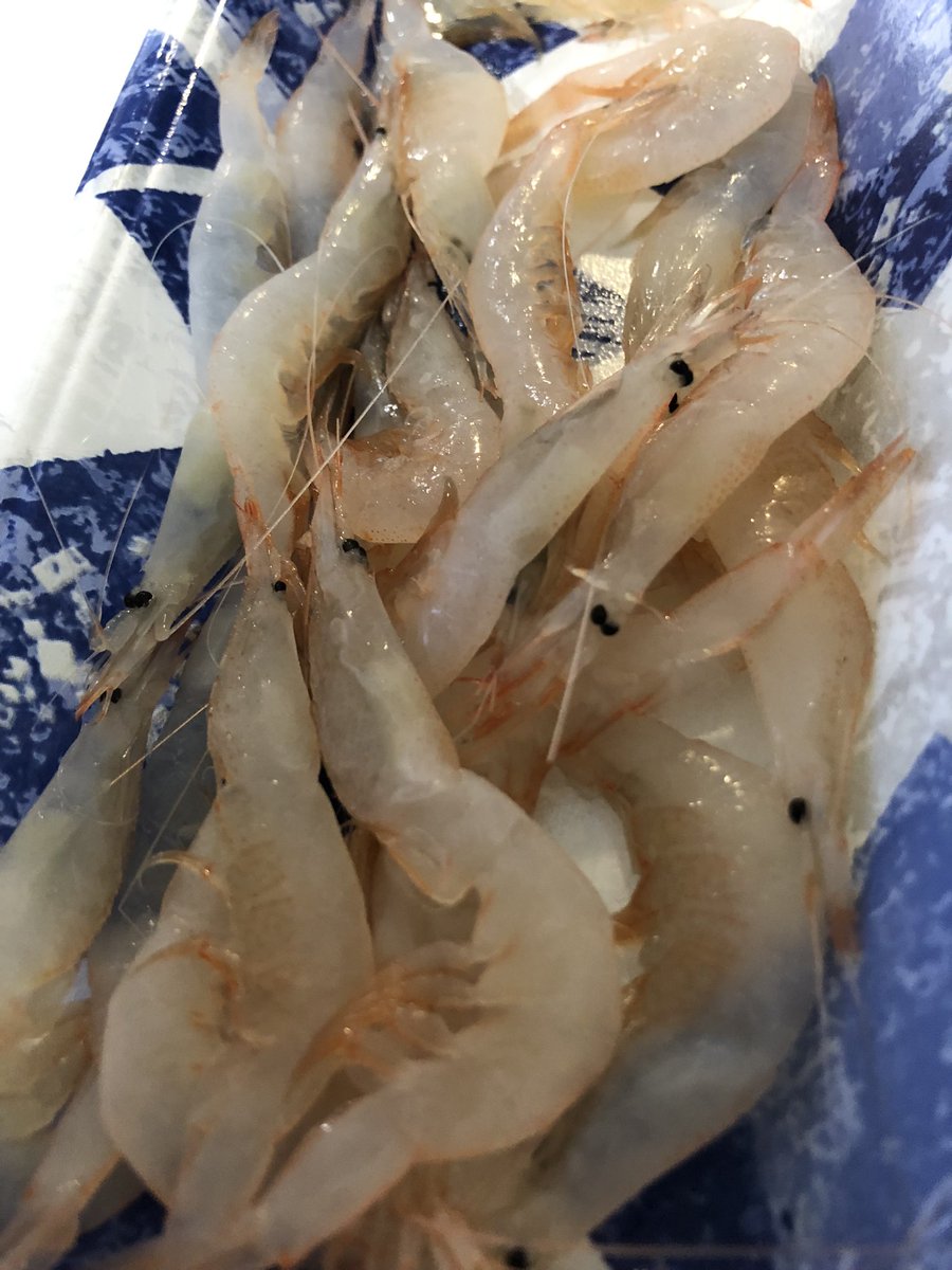 富山湾の白えびの旬はいつ 食べ方やおすすめの通販についても 花凛雑記