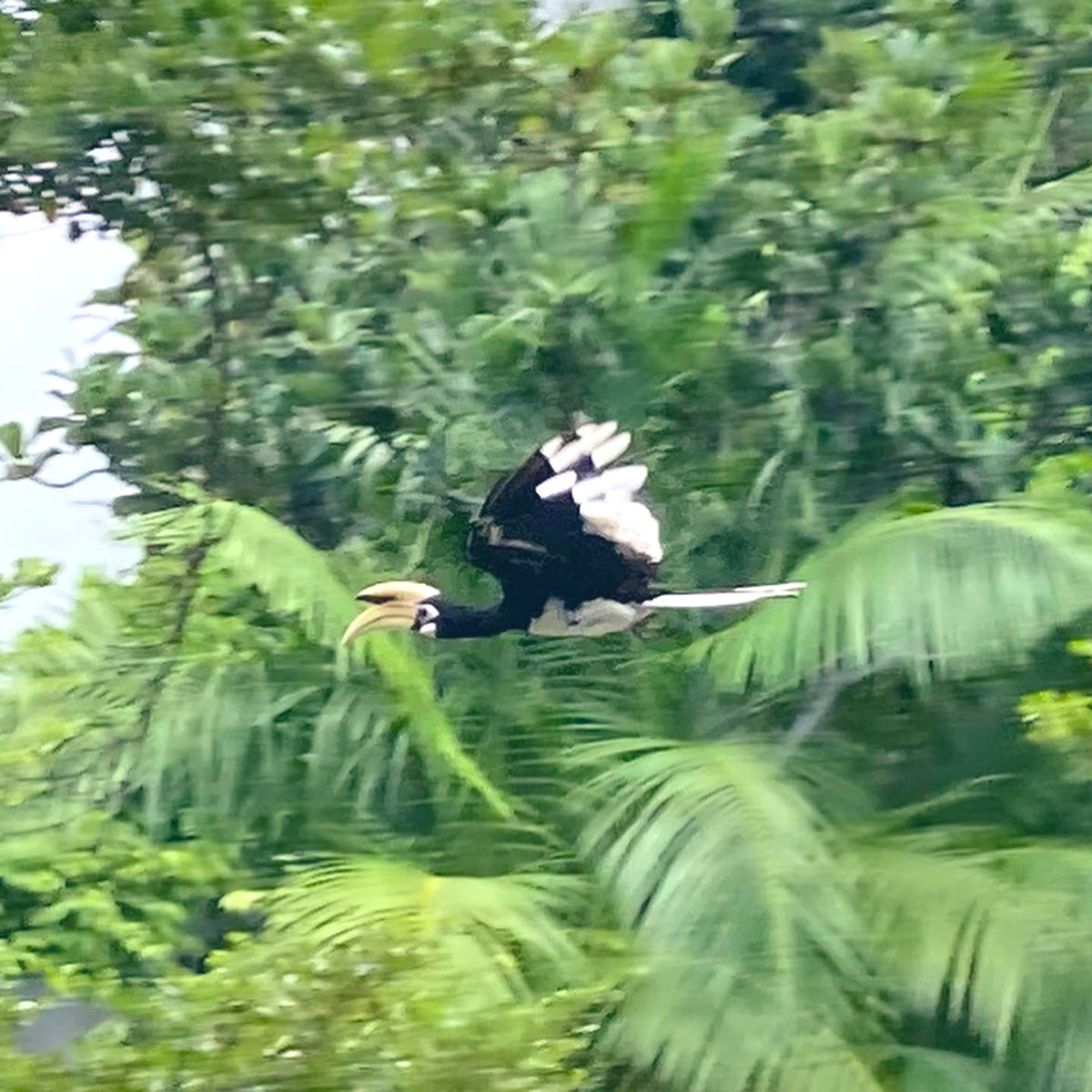 Hornbill in flight, on Singapore’s East Coast