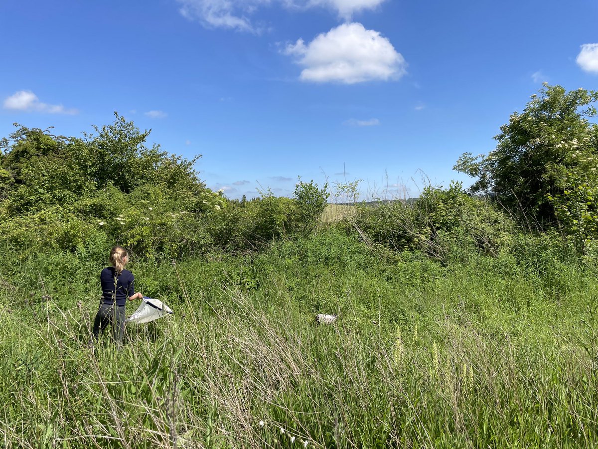 StSwithunsOL's tweet photo. Year 3 loved learning about the butterflies and moths, wild flowers and other invertebrates at Magdalen Hill Down with the amazing team from Butterfly Conservation during their Wilderness Afternoon this week @StSwithunsYear3 @savebutterflies #nature #learning #ItsWhoWeAre https://t.co/v6iMF3xV5x