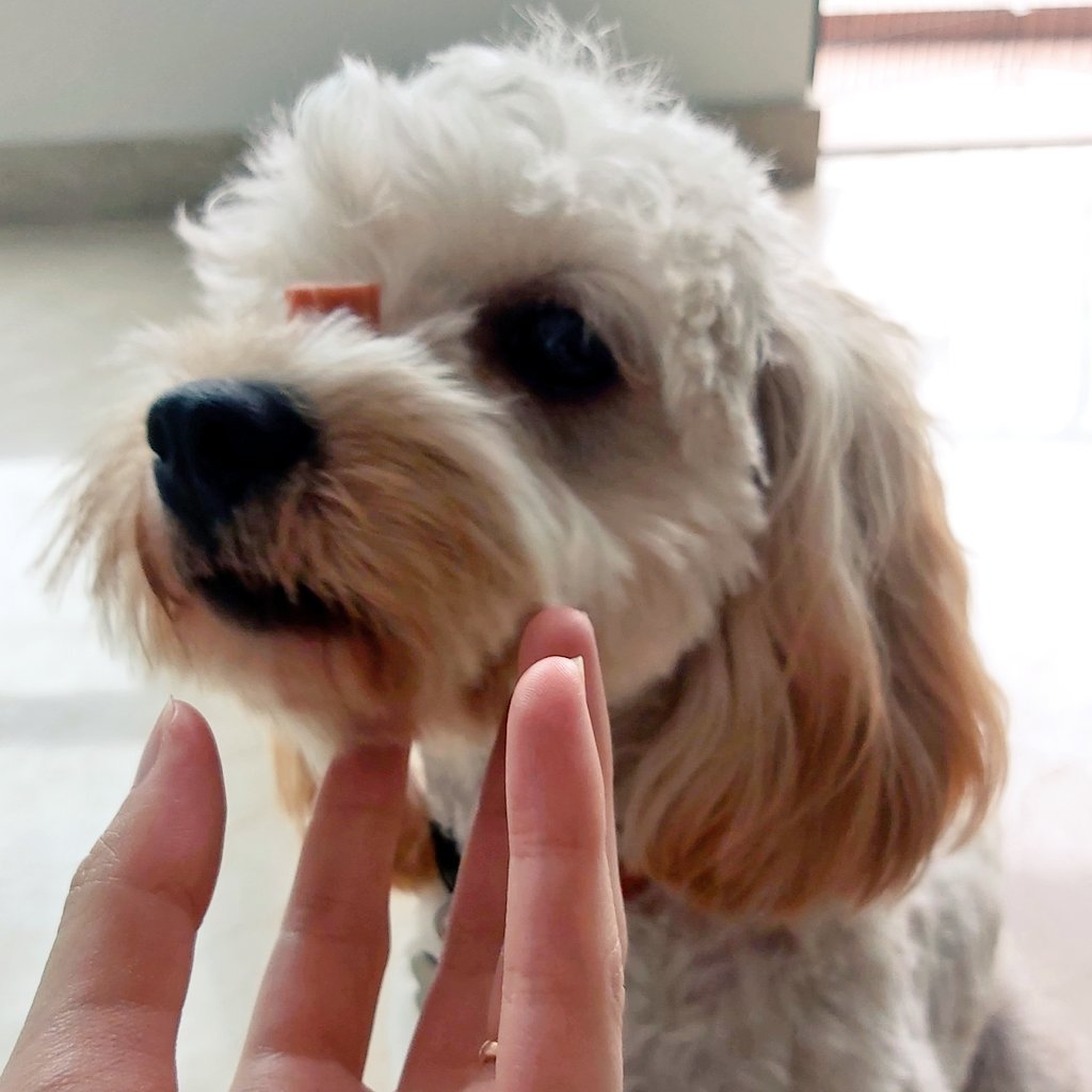 rinsled05's tweet photo. "...mama, please, stop putting food on my face and let me eat." 
#igotabingpup #sopatient https://t.co/MlNpfQld39