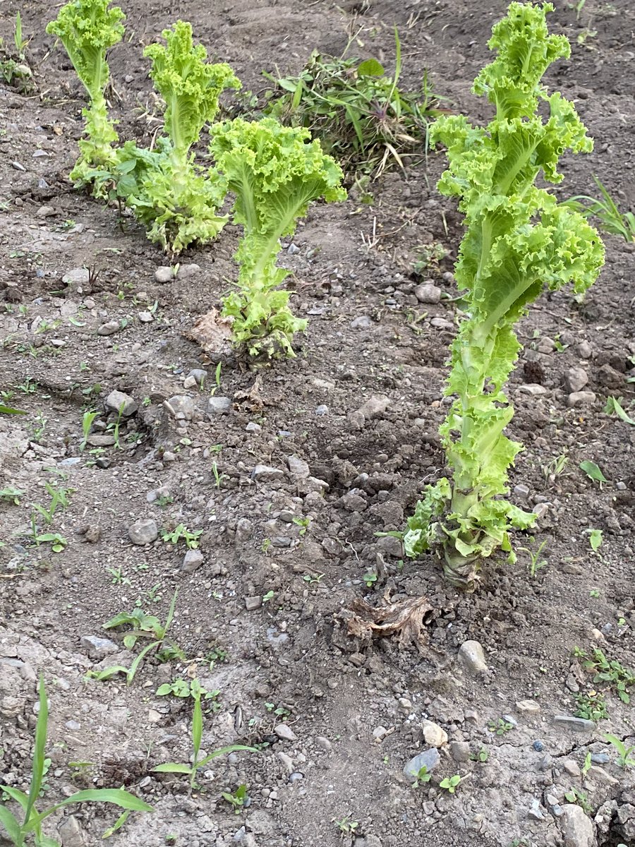 Kai400p's tweet photo. サンチュ🥬が裸棒になった。 https://t.co/2BPh0PjakF