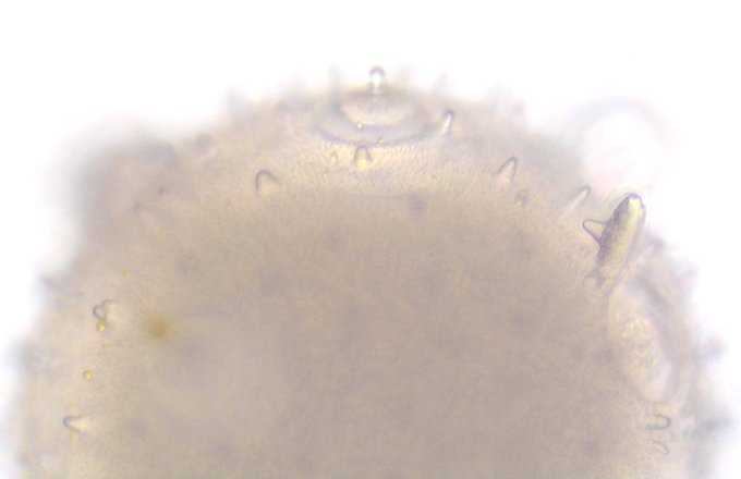 ちむらさん と Masamun75 のやりとり 1 Whotwi グラフィカルtwitter分析