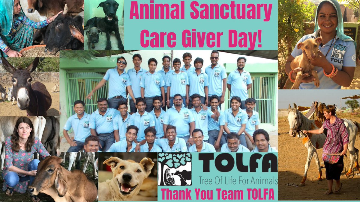 TOLFAcharity's tweet photo. ANIMAL SANCTUARY CAREGIVER DAY!
A huge THANK YOU to #TeamTOLFA & all the animal sanctuary teams around the world saving animals in the pandemic!
You are all AWESOME!
#SanctuaryCaregiverDay #AnimalRescue #India
#TOLFA #HealingFromTheHeart https://t.co/eDMuHDNGHy