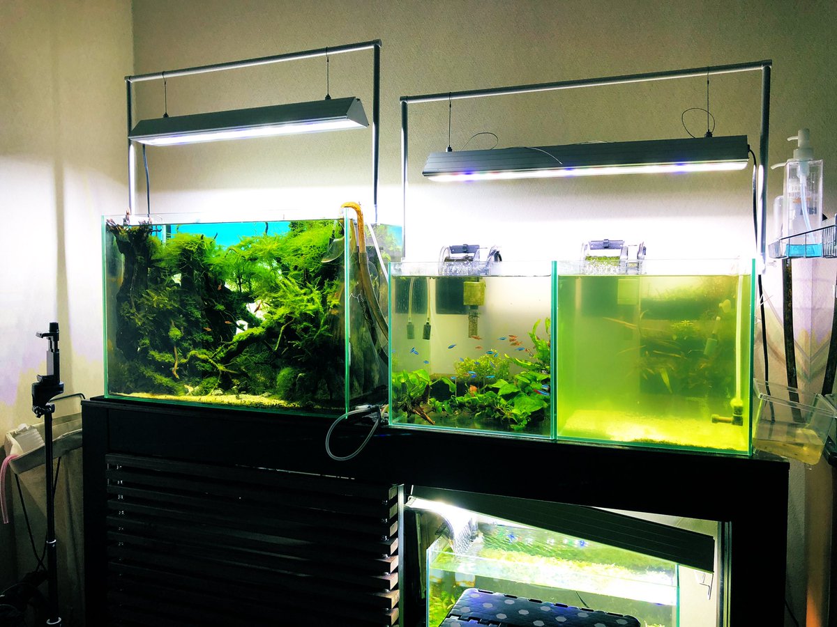 だいだいch アクアリウム Daidai Ch Aqua Twitter だいだいch アクアリウム Daidai Ch Aqua Twitter